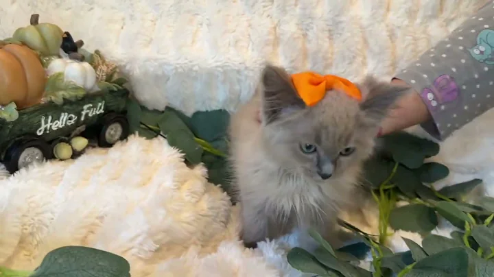 Video 3029731: lynx kitten, love cattery, kitten adoption