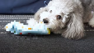 🐶うちの犬はこれが好きなんです。【トイプードルのグリィ】【犬】【dog】【toy poodle】