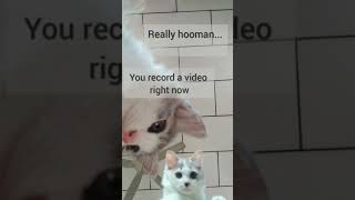 CAT YAWNING.ITS CONTAGIOUS 🇲🇾 II Funny dialogue by Wandafullvideo 58 views 3 years ago 1 minute, 13 seconds