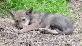 Sleepy Red Wolf Pup