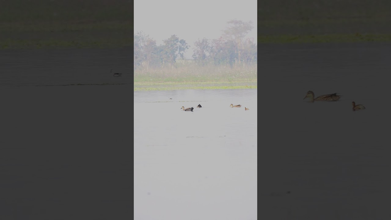 Beautiful Lake Birds in India | Common Coot, Gadwall, Northern Pintail in Natural Habitat