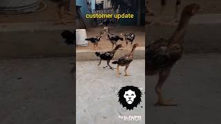 భీమవరం కోడి పుంజులు Brand @Rajufarm678 Pithapuram customer update more 7382960678
