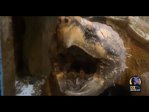 Alligator Snapping Turtle Billy Hoyle's Worm-Like Tongue 🪱