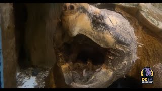 Alligator Snapping Turtle Billy Hoyle's Worm-Like Tongue 🪱