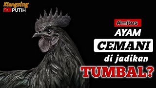 AYAM CEMANI ‼️SARAT AKAN SEBUAH RITUAL