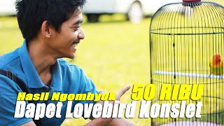 Rejeki ! 50 Ribu Dapet Lovebird Konslet Hasil Ngombyok di Pasar