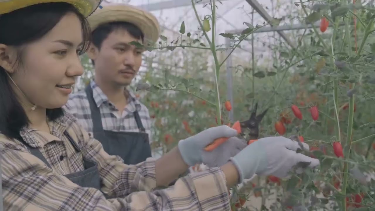 Master Kush Marijuana Strain