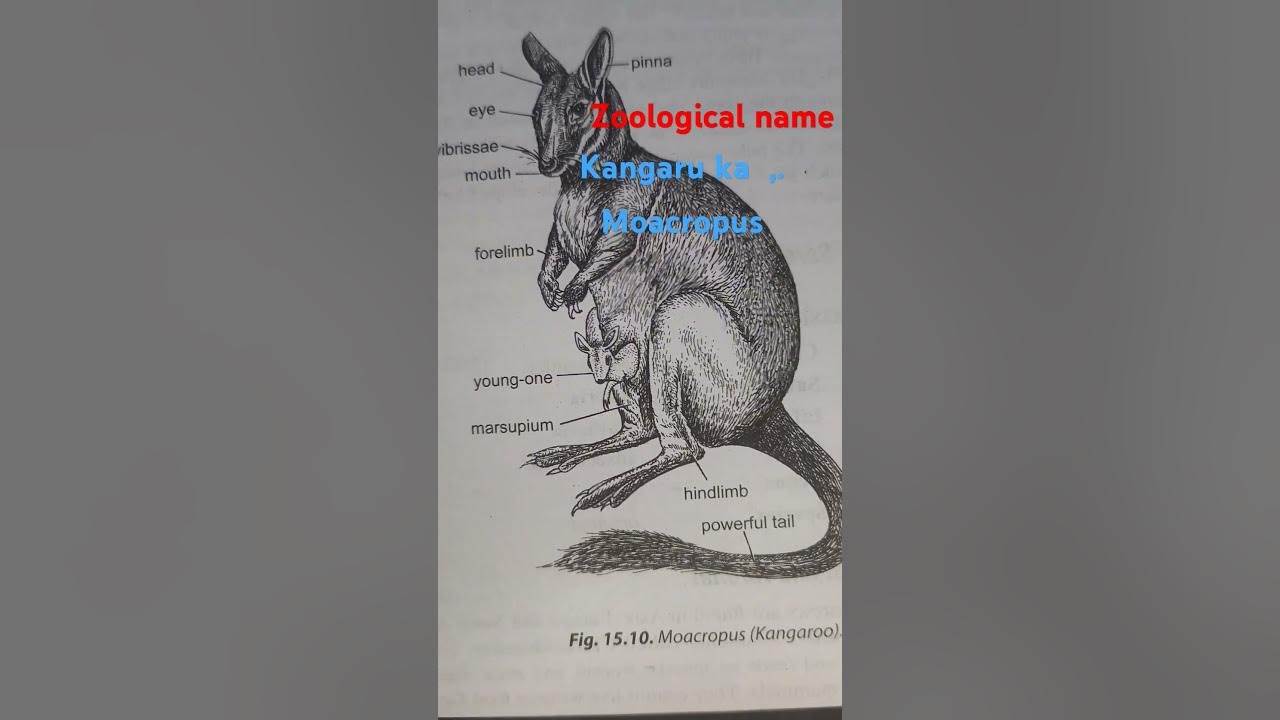kangaru-ka-scientific-name-moacropu-youtube