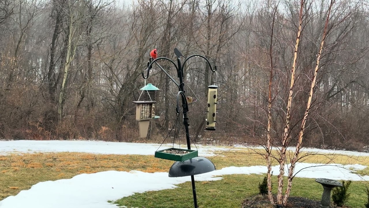 Rainy Morning – watch the birds swoop in from the trees @wildbirdsunlimited #gentlerain #asmr #birds