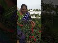 Growing Rose Plants Is Very Easy TELUGU GARDEN VLOG Growing Rose Plants Is Very Easy TELUGU GARDEN VLOG