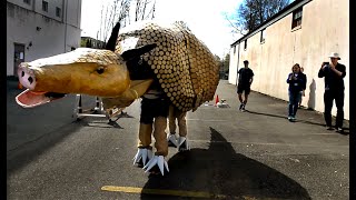 Procession parade goers beware!! Giant Armadillo is on the loose this weekend by Steve Bloom 34 views 13 days ago 1 minute, 45 seconds