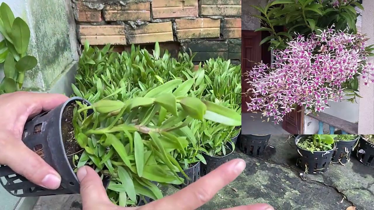 Bộ Siêu Phẩm Dendro Nắng Xưa Nhất Định Bạn Phải Có... - youtube