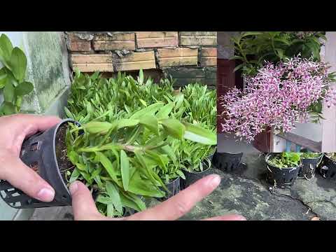 Video Bộ Siêu Phẩm Dendro Nắng Xưa Nhất Định Bạn Phải Có... - youtube