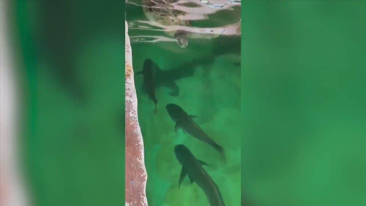 Several animals from Gulf World Marine Park transferred to Marineland in St. Augustine