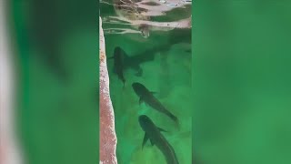 Several animals from Gulf World Marine Park transferred to Marineland in St. Augustine