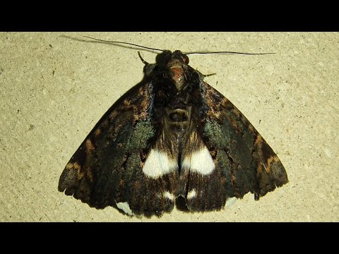 The Big Black Moth - Catephia linteola