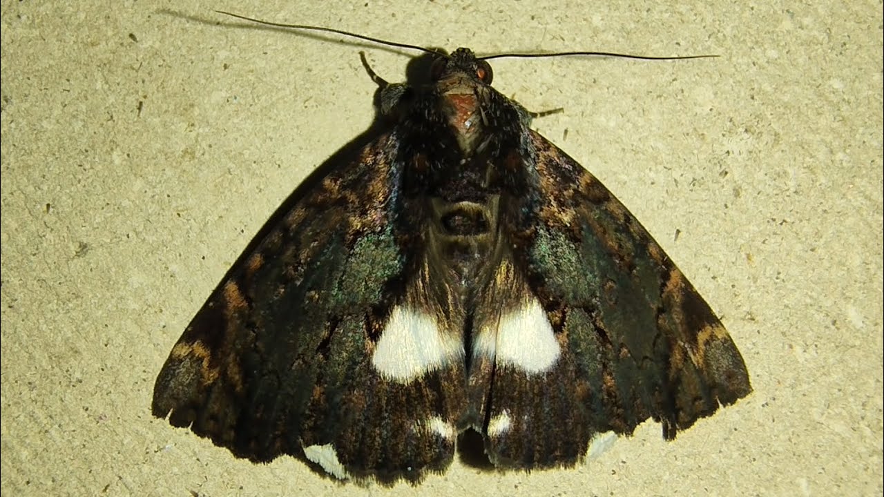 Большая черная моль — Catephia linteola