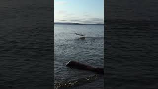 Hydrofoil Ground Effect Vehicle
