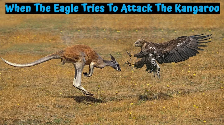 When The Eagle Tries To Attack The Kangaroo