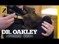 Examining a Baby Porcupine | Dr. Oakley, Yukon Vet