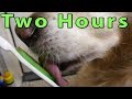 Dog licking orapup tongue cleaner brush  two hours asmr  english cream golden retriever