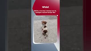 Di Vê Keş Û Hewaya Sar De, Bibînin Ka Çawa Cewrigek Li Baranê Temaşe Dike