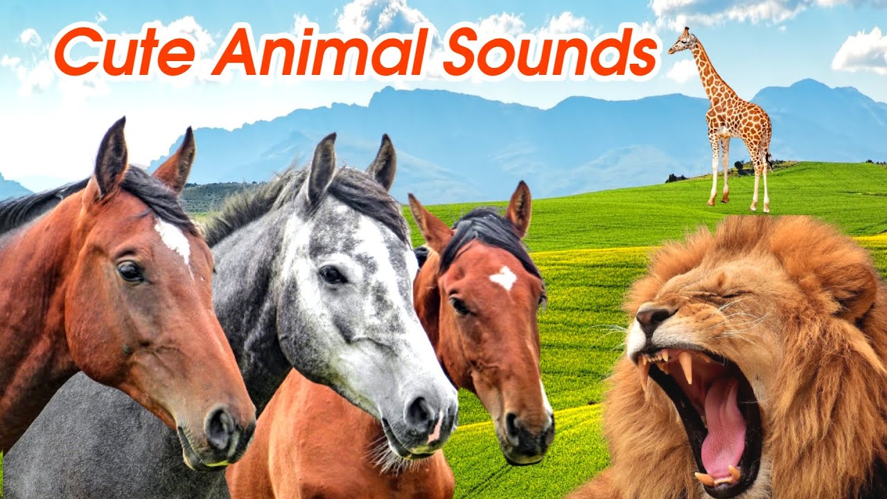 Recognize animal sounds for kids (20+ amazing cute animal sounds) YouTube