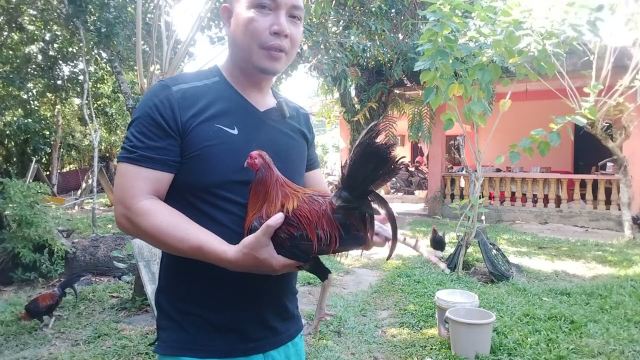 Broodstag & Broodcock line up for breeding #sabongonlinetips  #breeding #breeder #chicken 