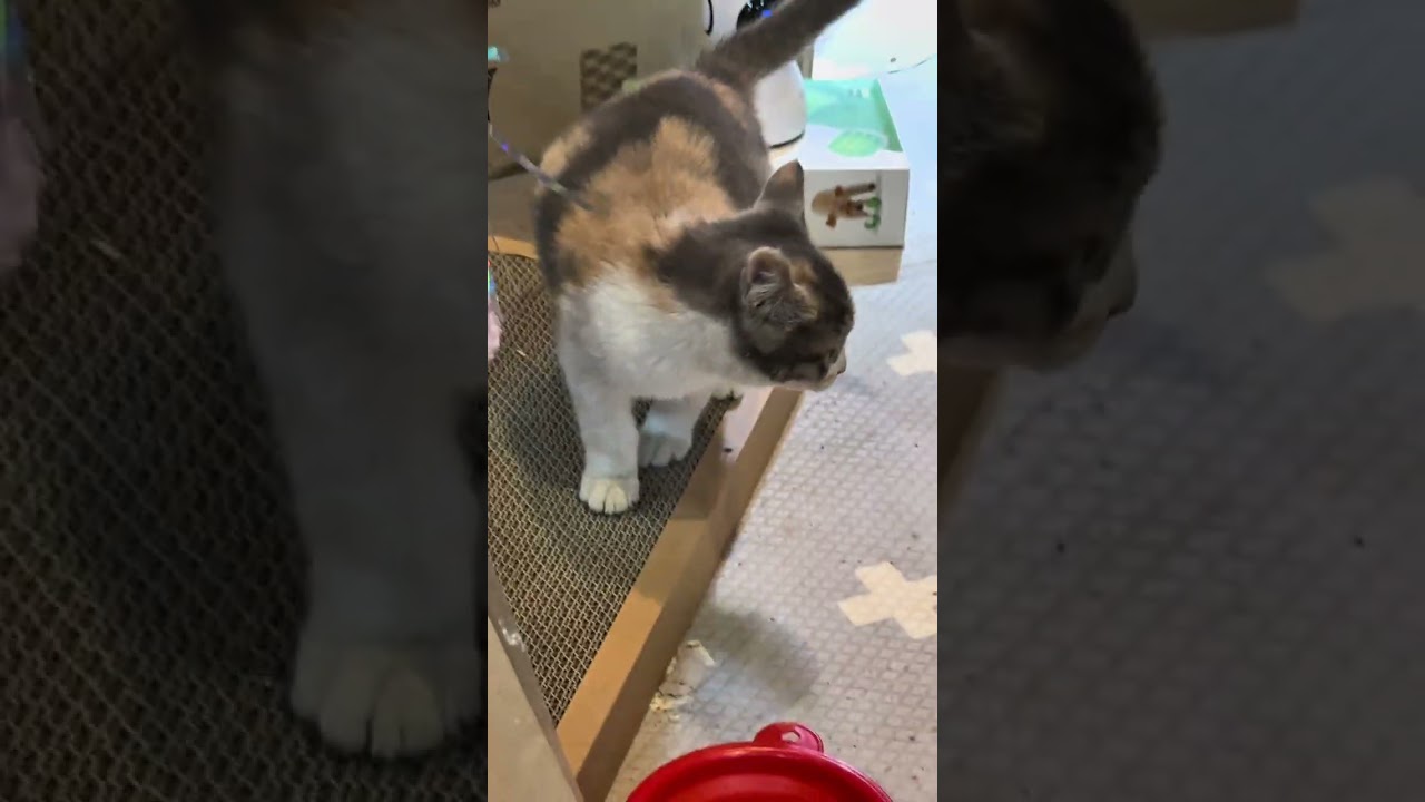 쓰레기 더미에 살던 유기묘 구조이야기