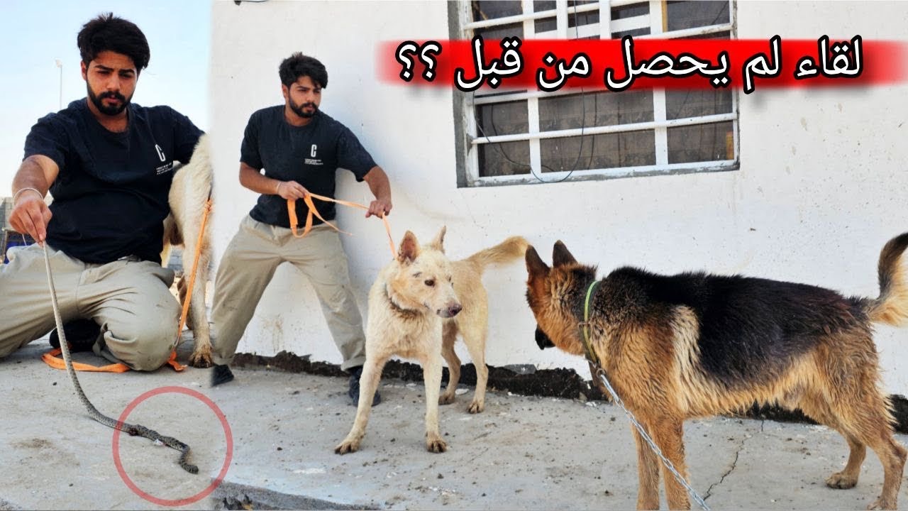 دخلت إلى مزرعة صلبوخ مع الذئب الأبيض _ رد فعل كلاب صلبوخ عجيب !! 😧🔥