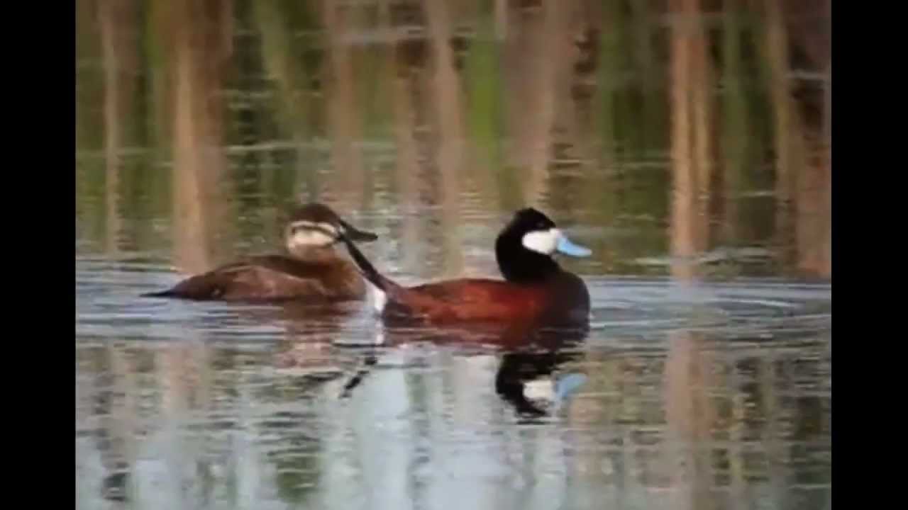Ruddy Duck