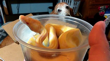 Dynasty Reptiles unboxing - Albino Enchi