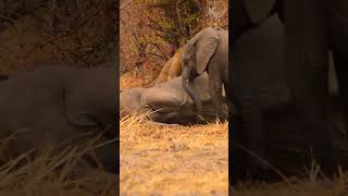 Трогательная история слоненка и его матери