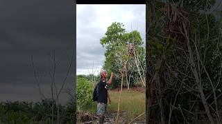 pantau sarang burung sempur tidak sengaja menemukan telor burung perkutut