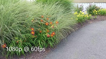 Zhiyun Smooth 4 gimbal / Galaxy S9+ video comparisons