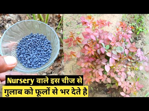 Nursery वाले इस चीज से गुलाब को फूलों से भर देते है || Fertilizer For Rose Plant
