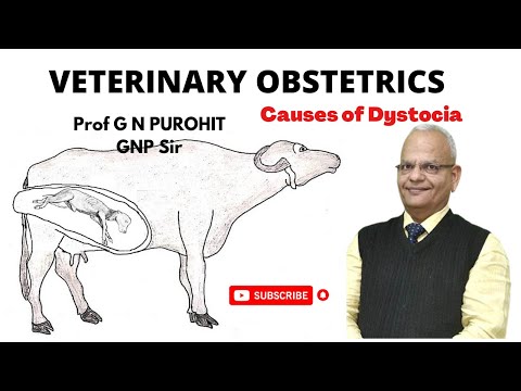 Causes of dystocia in farm animals I Veterinary Obstetrics I GNP Sir I VGO Unit 2 I Final BVSc