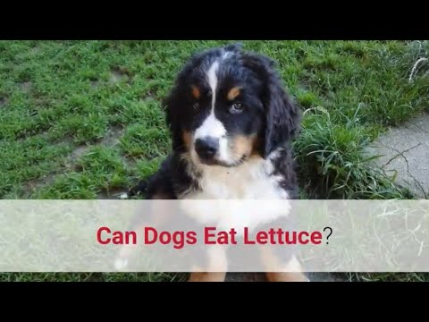Video: Tieni le moffette fuori da un cortile con i cani