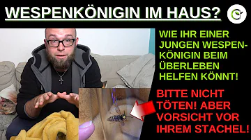 Kann eine Wespe im Haus überwintern?