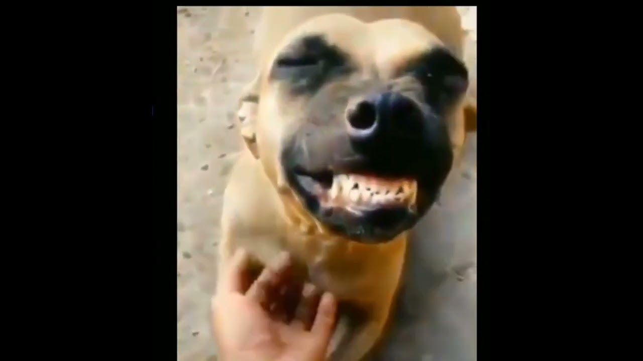 Hund Lacht sich weg YouTube