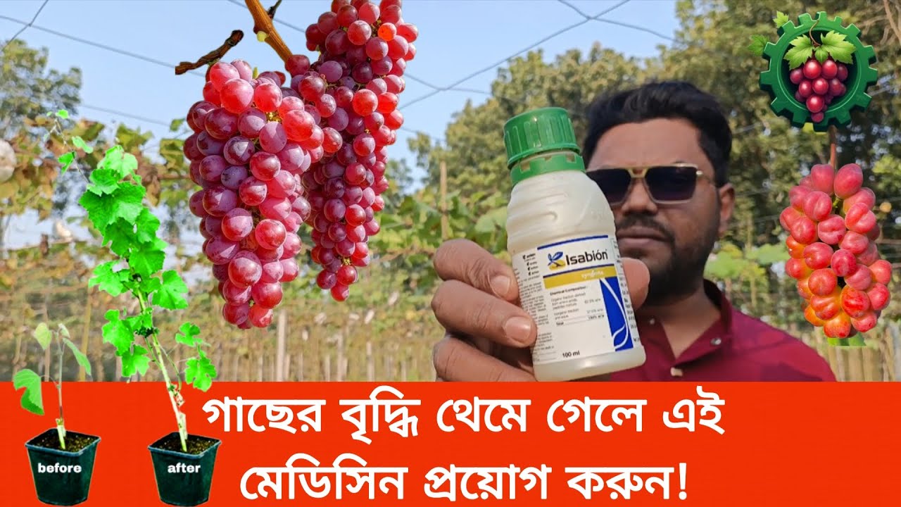 গাছের বৃদ্ধি থেমে গেলে রয়েছে যাদুকারী সমাধান! 