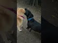 Persiguiendo a mi perro porque si