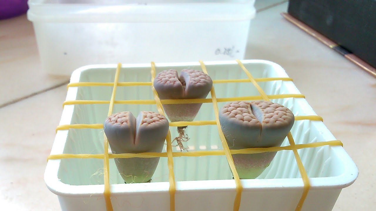 Planting and watering new lithops (about pots, potting mix and how to