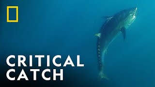 Tuna Turmoil | Wicked Tuna | National Geographic UK