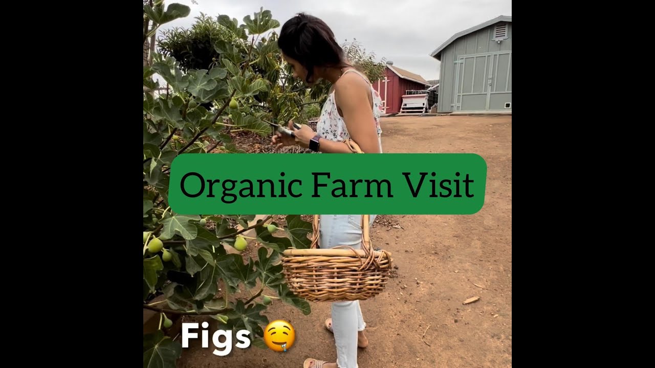 Visit to a local organic fruit farm 