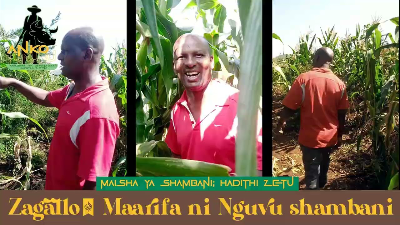 ZAGALLO: Mfano hai wa Nguvu ya Elimu kwa Wakulima inayotolewa na Bayer