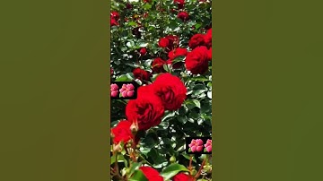 #تلاوة_هادئة #إسلام_صبحي #تلاوة_خاشعة #خواتيم_سورة_المؤمنون #اسلام_صبحي #سورة_المؤمنون #قرآن_كريم 🌺🌺