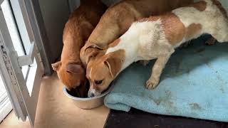 The 3 Abused Dogs Are Safe In My Shelter  Takis Shelter