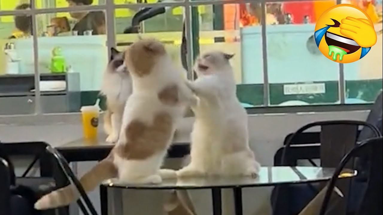 New Funniest Cats Videos 😼Try Not To Laugh😜Daily Serving of Internet Cats Part 10