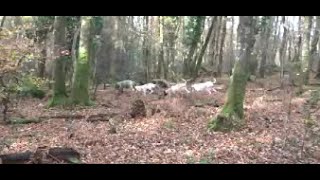 4E Sortie Au Parc Pour Les Jeunes Gascons Saintongeois Des Gorges De Conomor